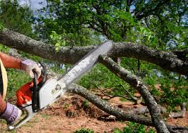 Best Tree Health Inspection  in Hutchins, TX